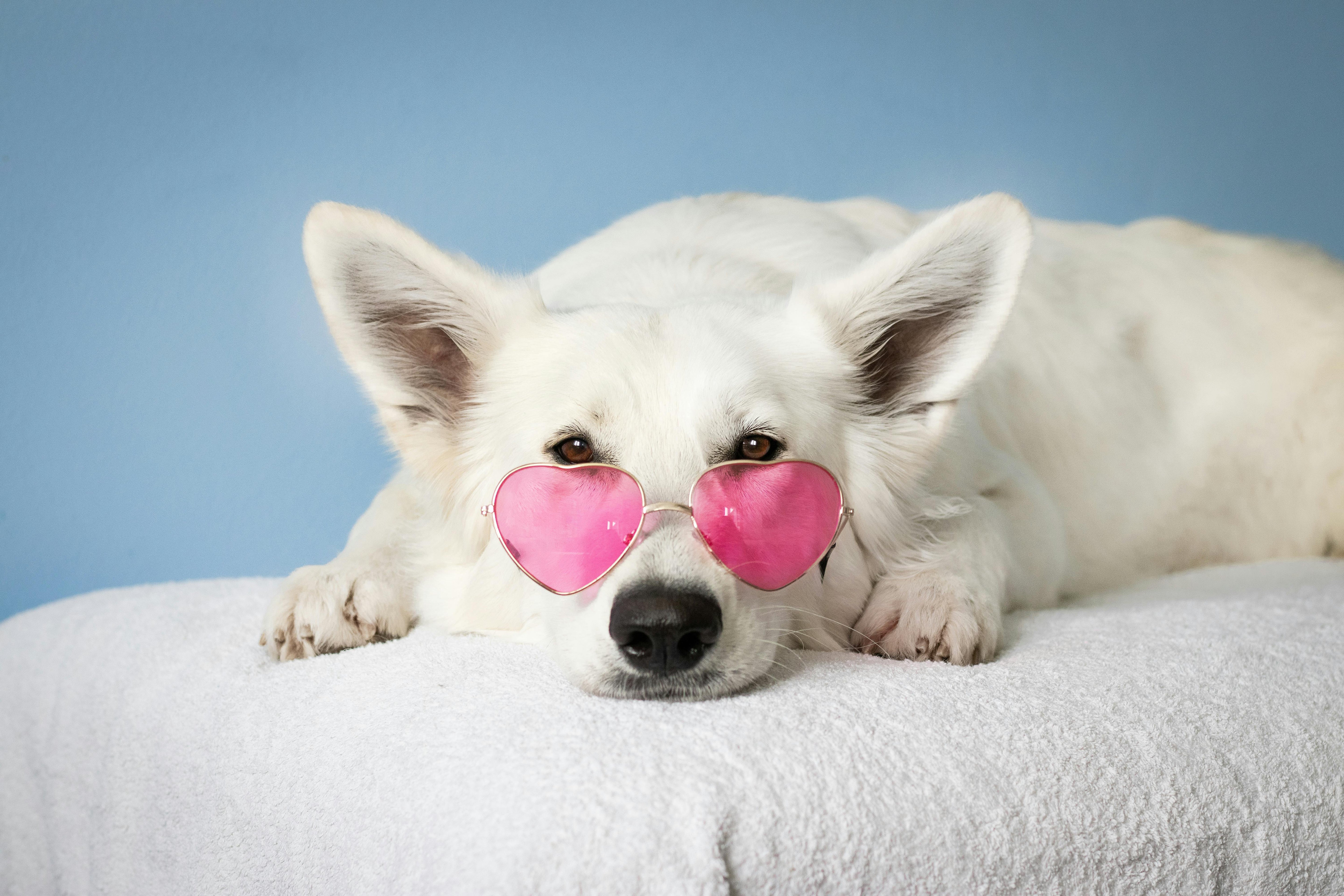 Your Best Friend’s Worst Enemy: How Indoor Air Threatens Your Pet