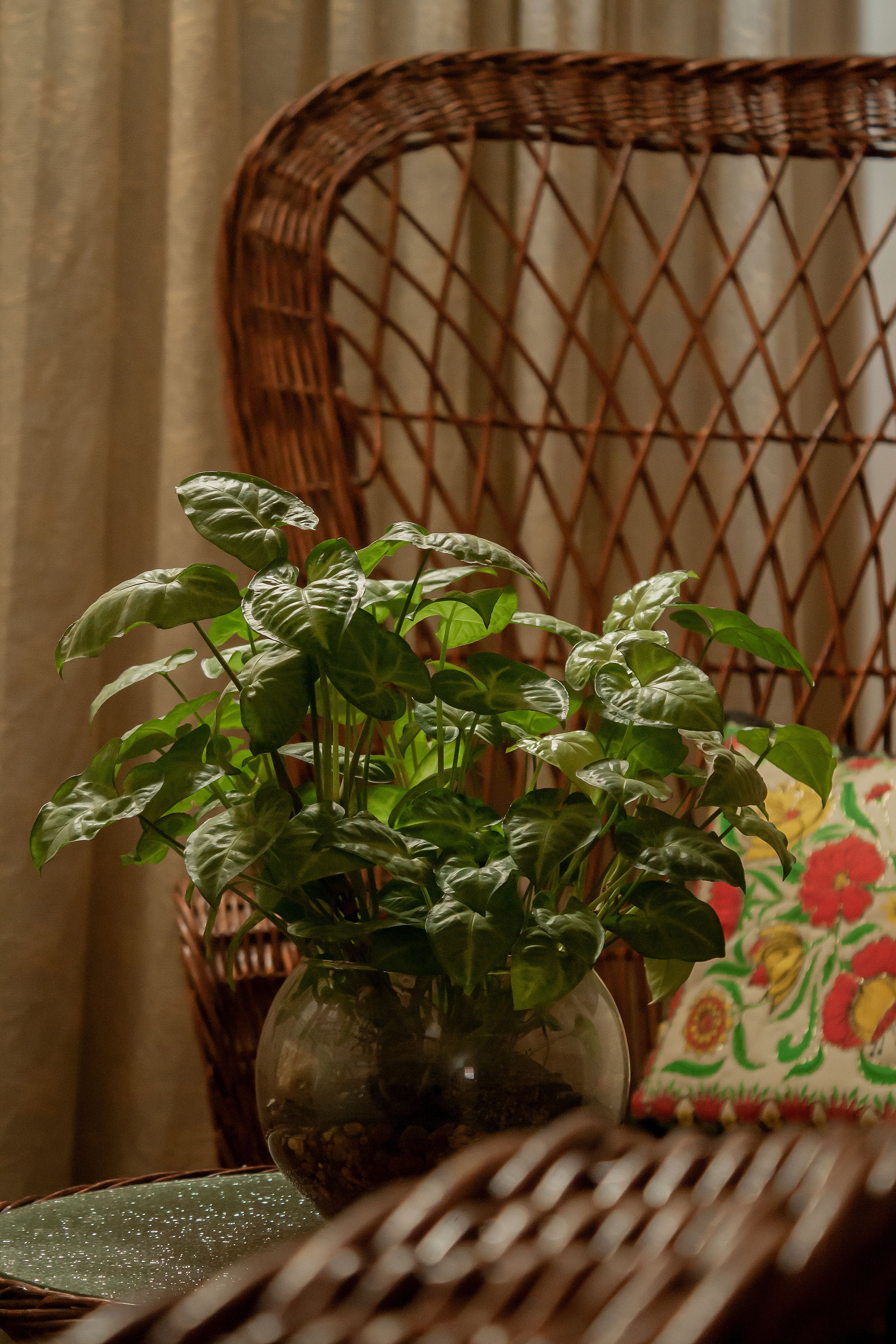 How Photosynthesis-Based Air Works