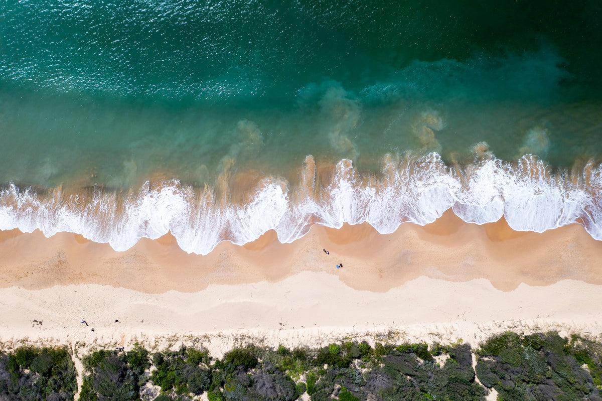 Beyond Trees: How Oceanic Plankton Keep Our Planet Breathing