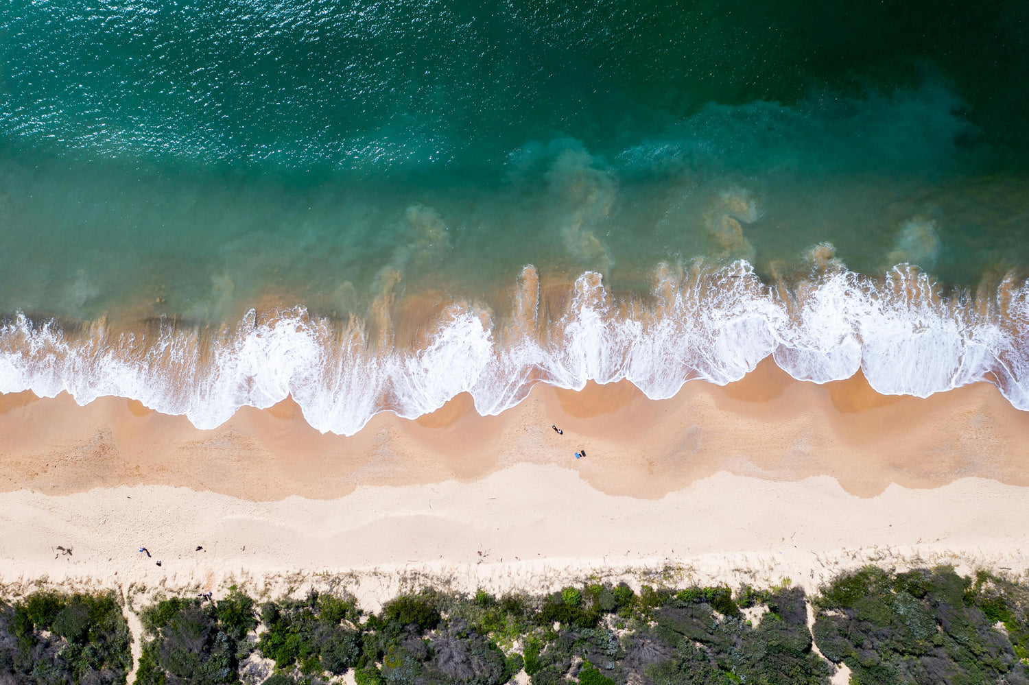 Beyond Trees: How Oceanic Plankton Keep Our Planet Breathing